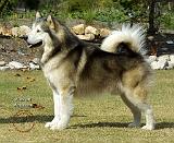Alaskan Malamute 9R034D-463